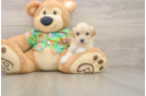 Playful Malt Oodle Poodle Mix Puppy