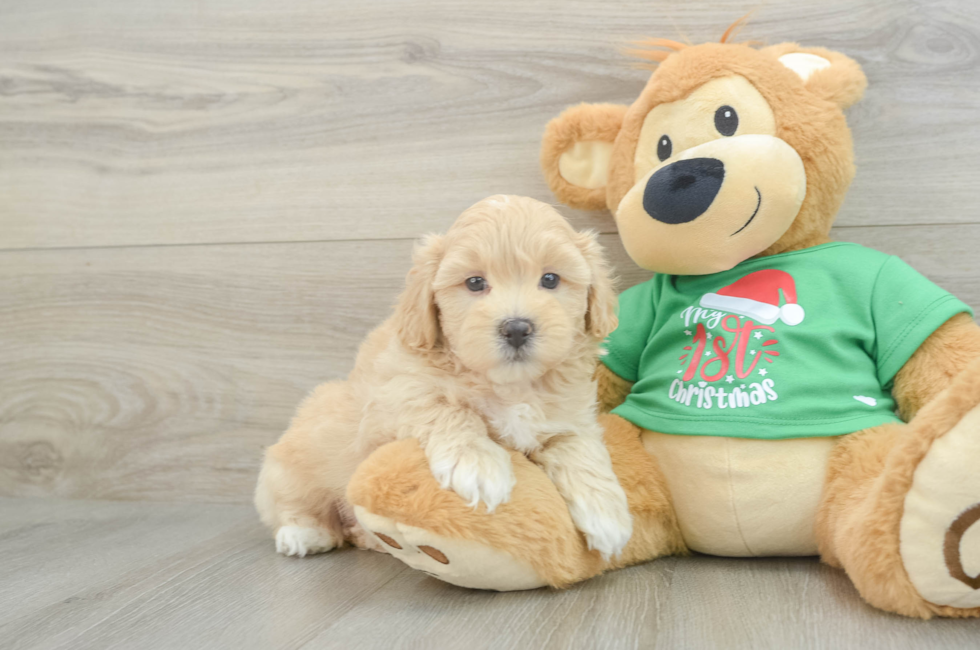 6 week old Maltipoo Puppy For Sale - Puppy Love PR