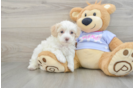 Maltipoo Pup Being Cute