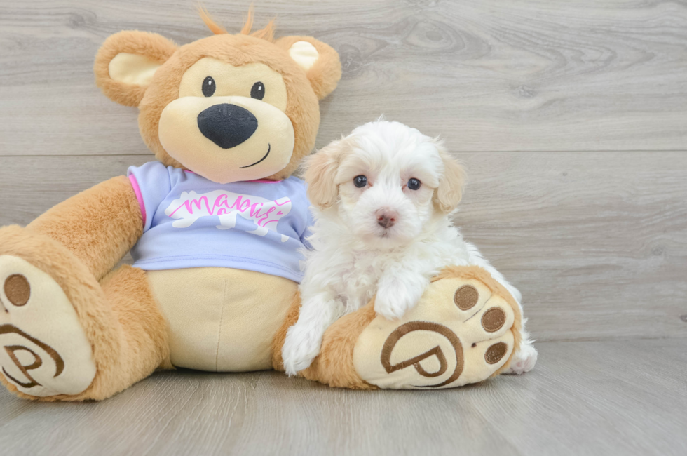 5 week old Maltipoo Puppy For Sale - Puppy Love PR