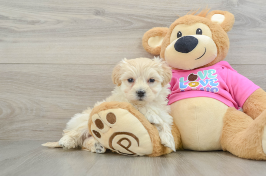 Maltipoo Puppy for Adoption