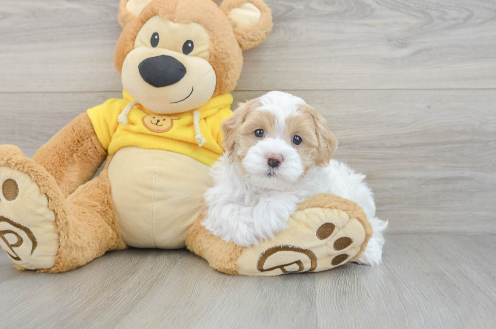 5 week old Maltipoo Puppy For Sale - Puppy Love PR