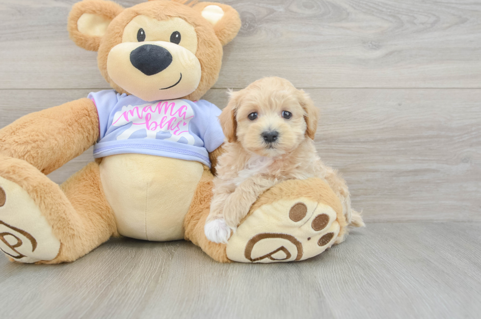 5 week old Maltipoo Puppy For Sale - Puppy Love PR