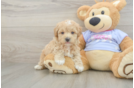 Best Maltipoo Baby
