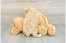Smart Maltipoo Poodle Mix Pup