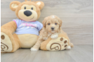 Maltipoo Pup Being Cute
