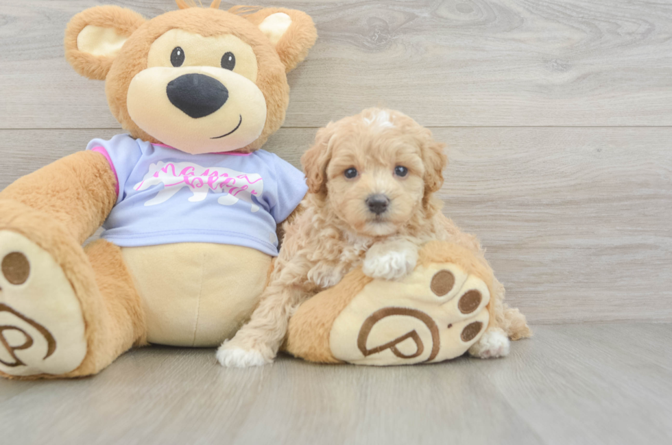 5 week old Maltipoo Puppy For Sale - Puppy Love PR