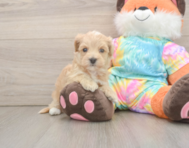 7 week old Maltipoo Puppy For Sale - Puppy Love PR