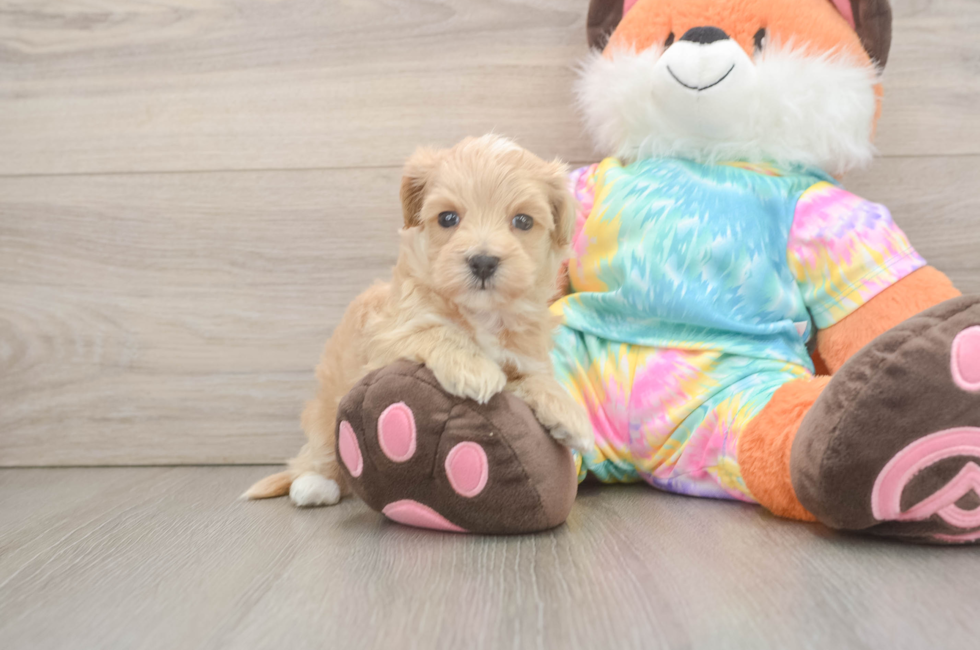 5 week old Maltipoo Puppy For Sale - Puppy Love PR