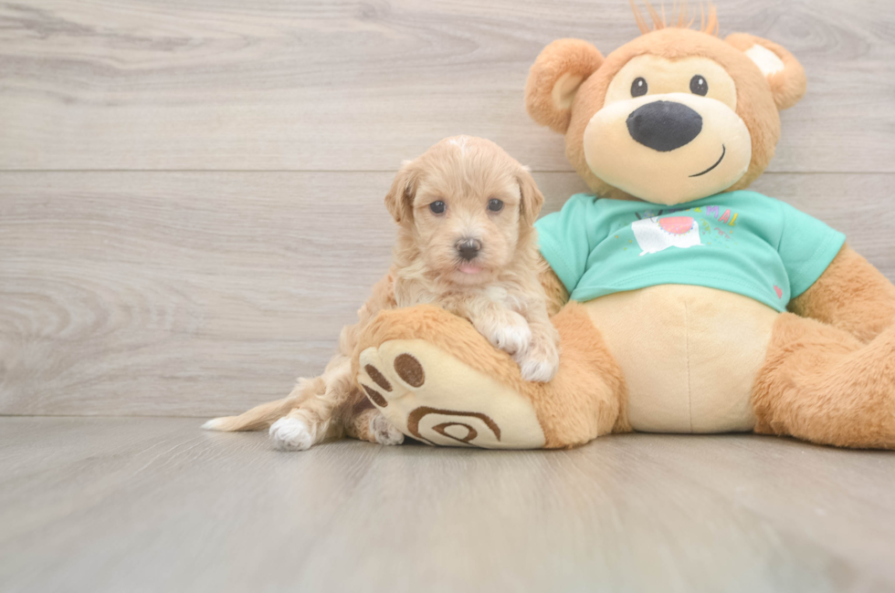 7 week old Maltipoo Puppy For Sale - Puppy Love PR