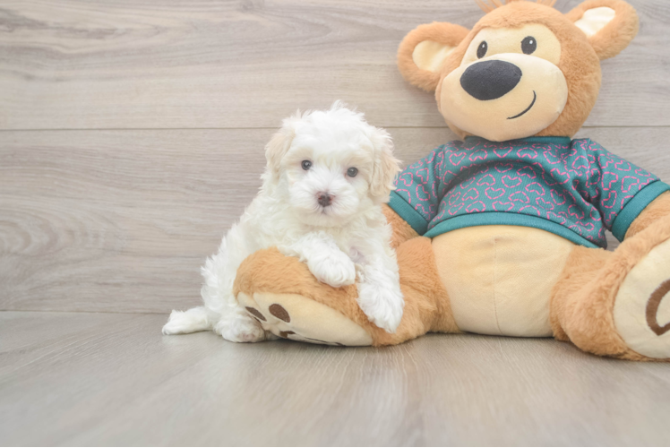 Friendly Maltipoo Baby