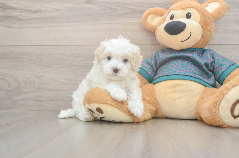 5 week old Maltipoo Puppy For Sale - Puppy Love PR