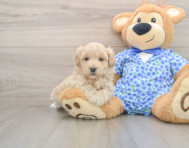 8 week old Maltipoo Puppy For Sale - Puppy Love PR