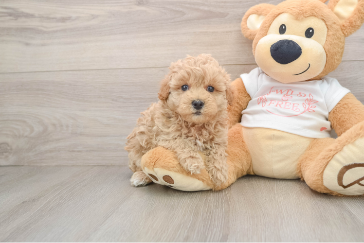 Energetic Moodle Poodle Mix Puppy