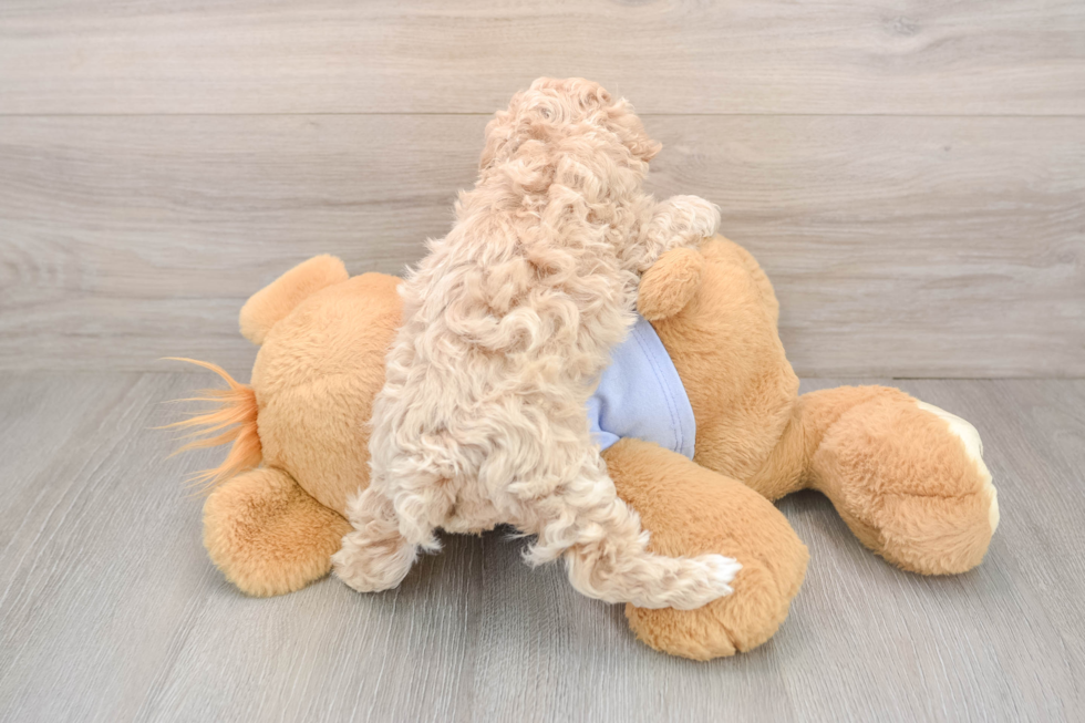 Maltipoo Puppy for Adoption