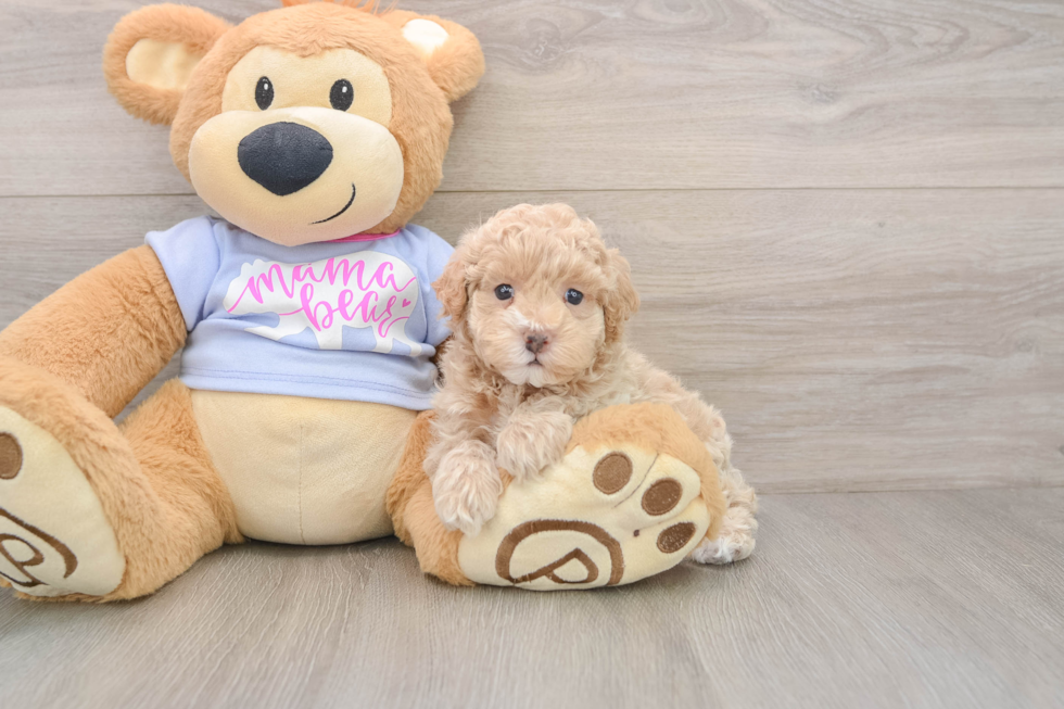 Smart Maltipoo Poodle Mix Pup