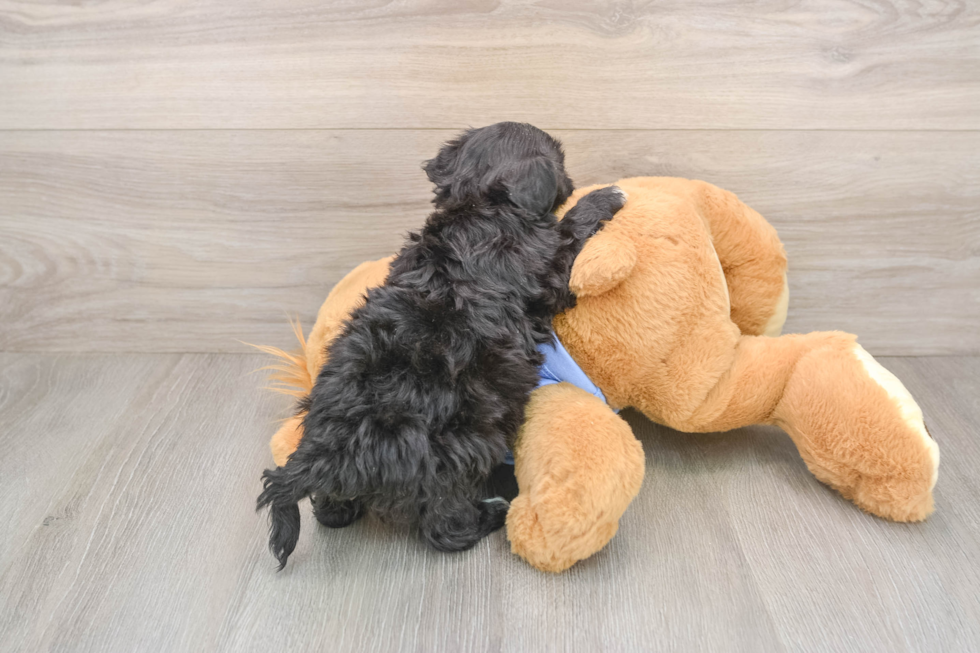 Petite Maltipoo Poodle Mix Pup