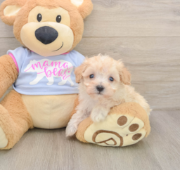 8 week old Maltipoo Puppy For Sale - Puppy Love PR
