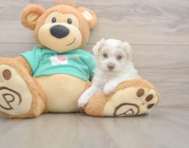 8 week old Maltipoo Puppy For Sale - Puppy Love PR