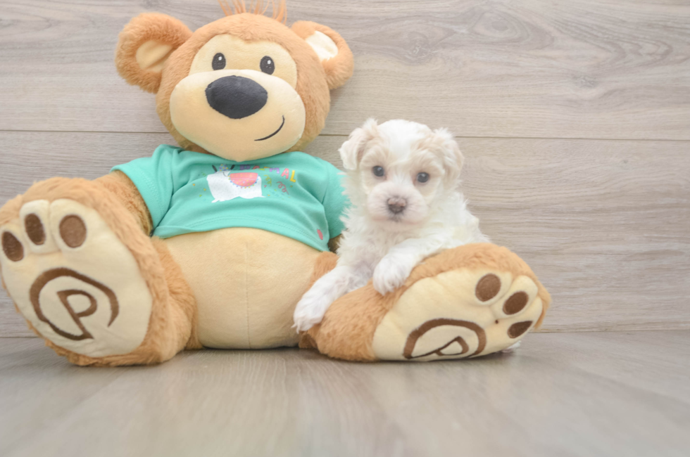 7 week old Maltipoo Puppy For Sale - Puppy Love PR