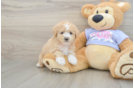 Maltipoo Puppy for Adoption