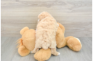 Friendly Maltipoo Baby