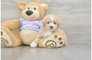 Cute Maltipoo Baby