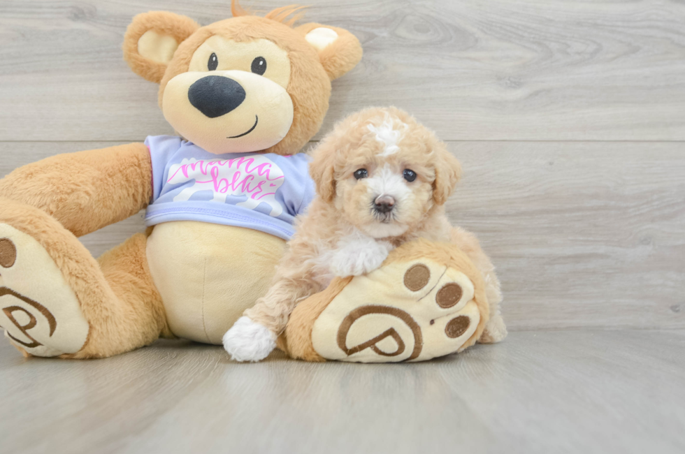 5 week old Maltipoo Puppy For Sale - Puppy Love PR