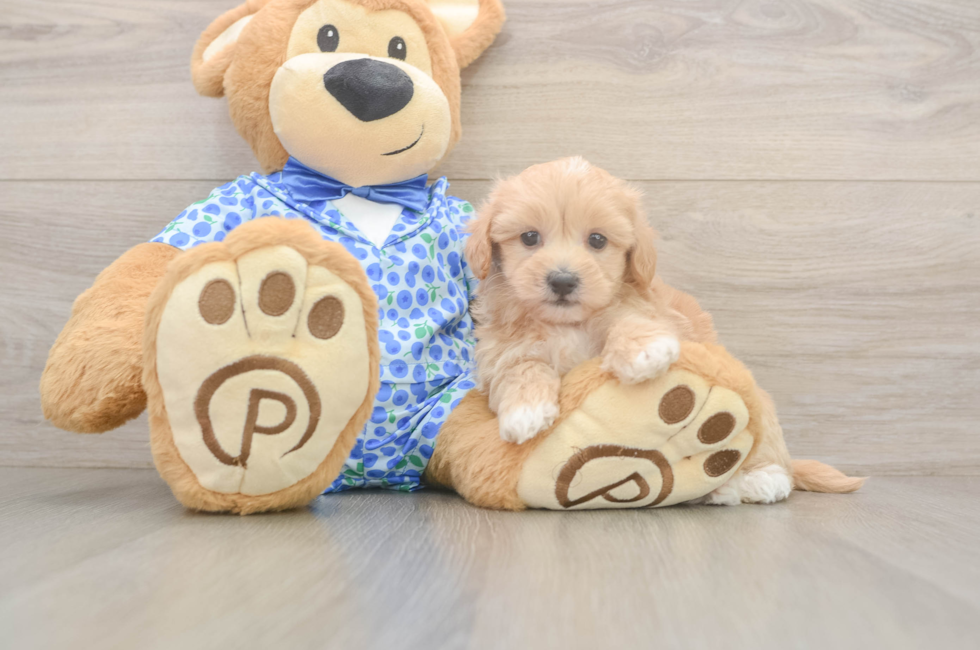 5 week old Maltipoo Puppy For Sale - Puppy Love PR