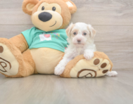 8 week old Maltipoo Puppy For Sale - Puppy Love PR