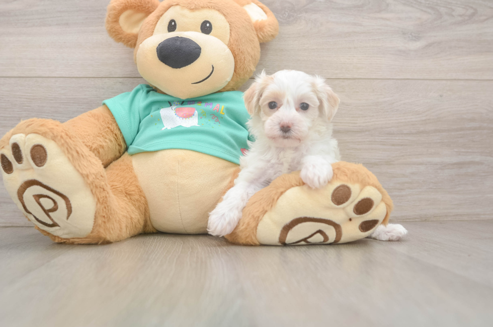 7 week old Maltipoo Puppy For Sale - Puppy Love PR