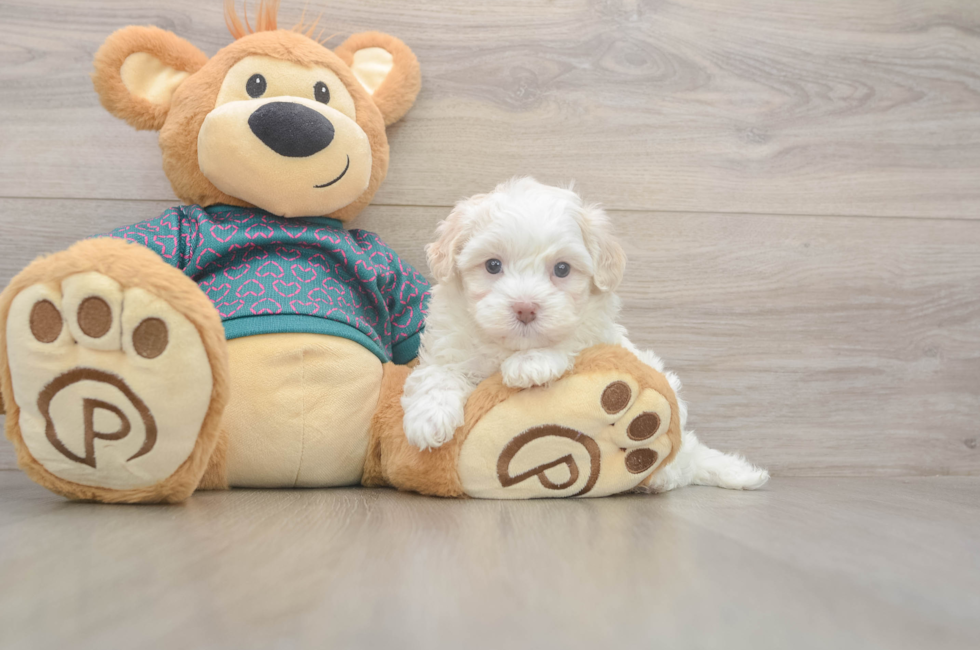 5 week old Maltipoo Puppy For Sale - Puppy Love PR
