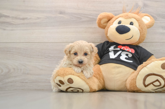 Popular Maltipoo Poodle Mix Pup