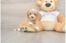 Sweet Maltipoo Baby