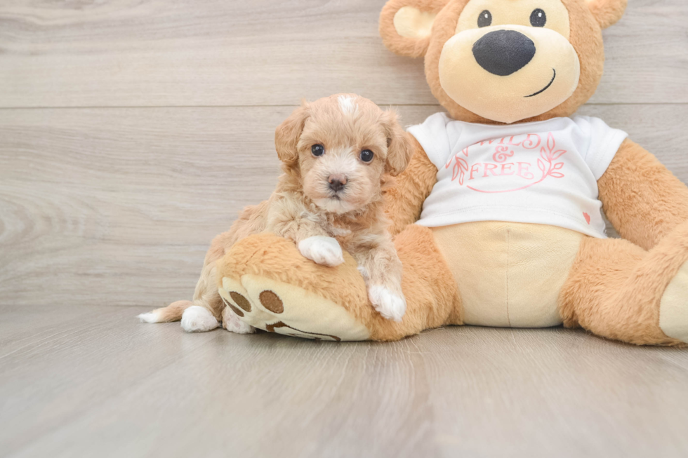 Sweet Maltipoo Baby