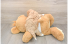 Maltipoo Puppy for Adoption