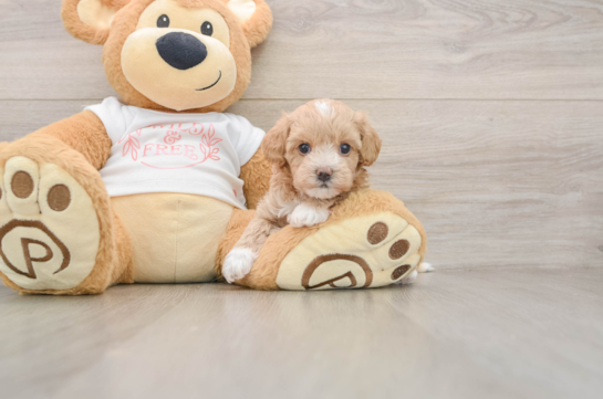 Funny Maltipoo Poodle Mix Pup