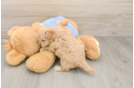 Funny Maltipoo Poodle Mix Pup