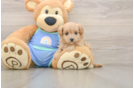 Playful Maltepoo Poodle Mix Puppy
