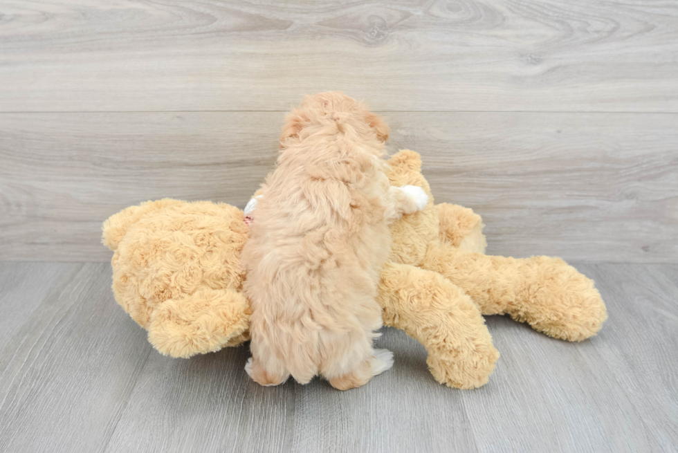 Maltipoo Pup Being Cute