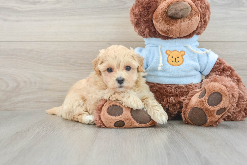 Maltipoo Puppy for Adoption