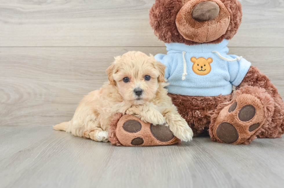 7 week old Maltipoo Puppy For Sale - Puppy Love PR