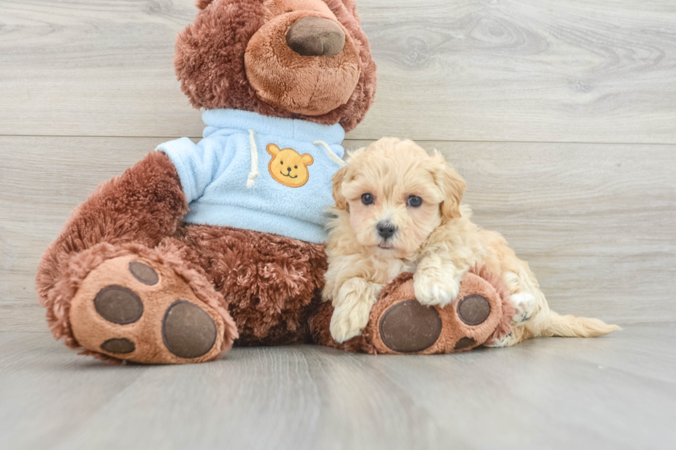 Maltipoo Puppy for Adoption