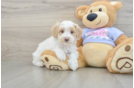Smart Maltipoo Poodle Mix Pup
