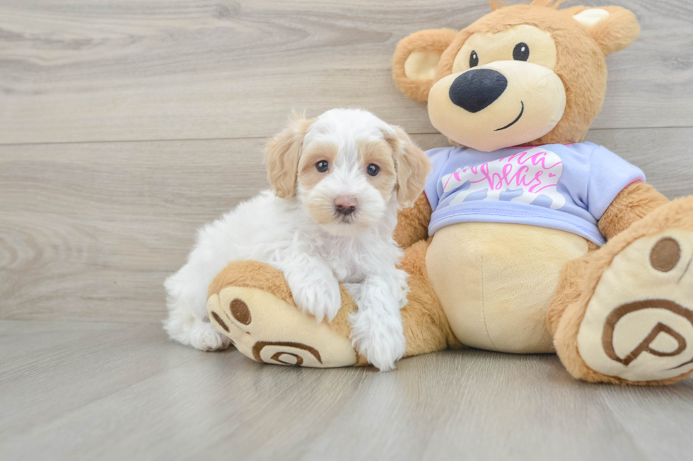 Smart Maltipoo Poodle Mix Pup