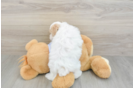 Energetic Maltese Poodle Poodle Mix Puppy