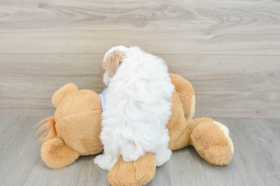 Energetic Maltese Poodle Poodle Mix Puppy