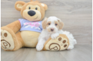 Maltipoo Pup Being Cute