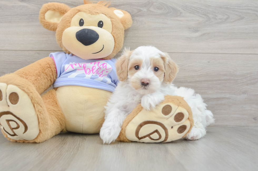 5 week old Maltipoo Puppy For Sale - Puppy Love PR