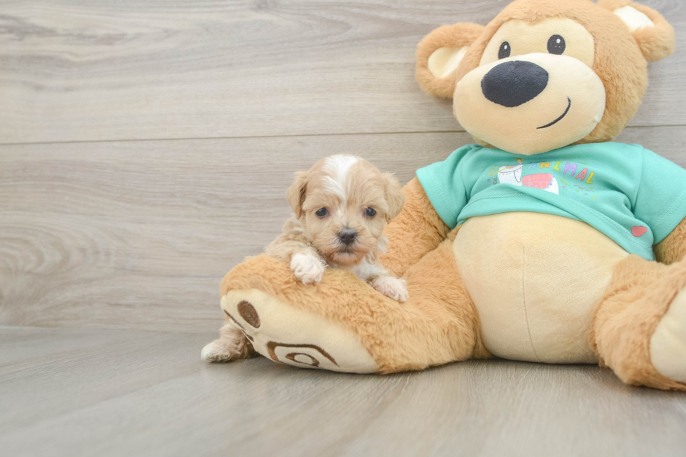 Playful Malt Oodle Poodle Mix Puppy